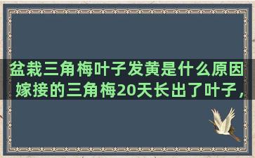 盆栽三角梅叶子发黄是什么原因 嫁接的三角梅20天长出了叶子，但切口处有点发霉怎么办